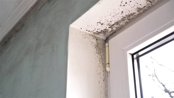 Professional Mold Removal in North Hartsville, SC