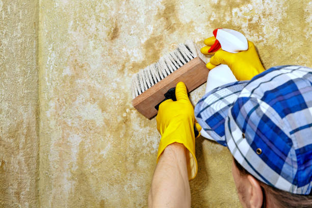 Mold Remediation for Rental Properties in North Hartsville, SC