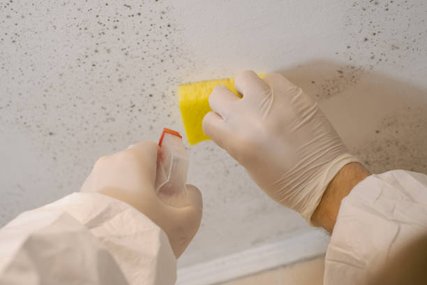 Best Mold Remediation for Vacation Homes  in North Hartsville, SC