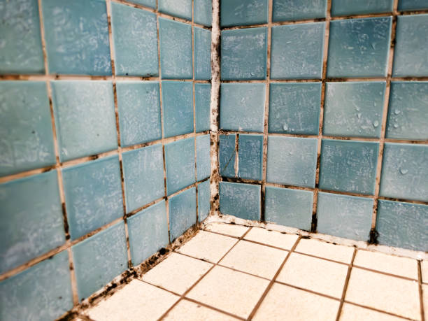 Best Residential Mold Inspection & Testing  in North Hartsville, SC