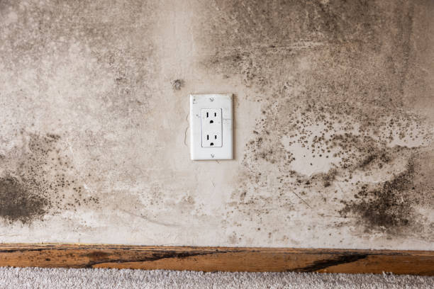 Mold Removal for HVAC Installations in North Hartsville, SC