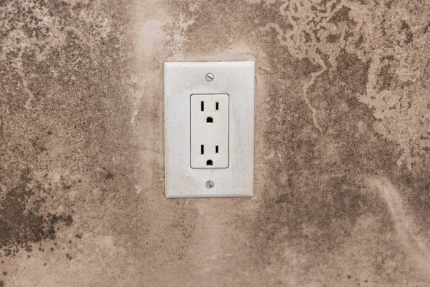 Best Basement Mold Removal  in North Hartsville, SC